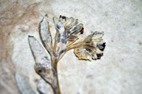 Detalle 1